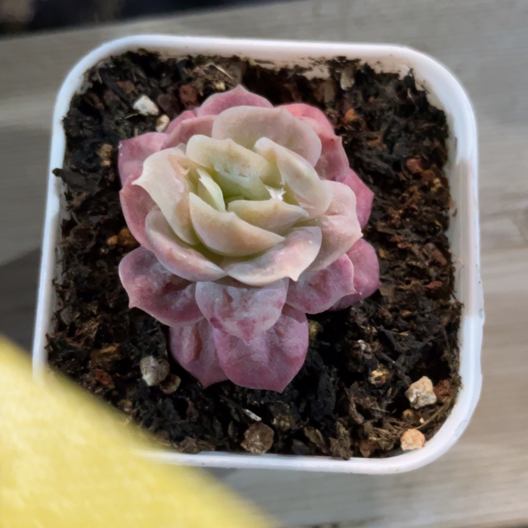 优选泡泡纱小精品2755