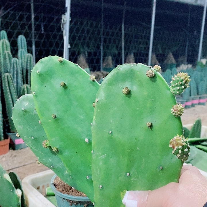 3片胭脂仙人掌无根带花苞