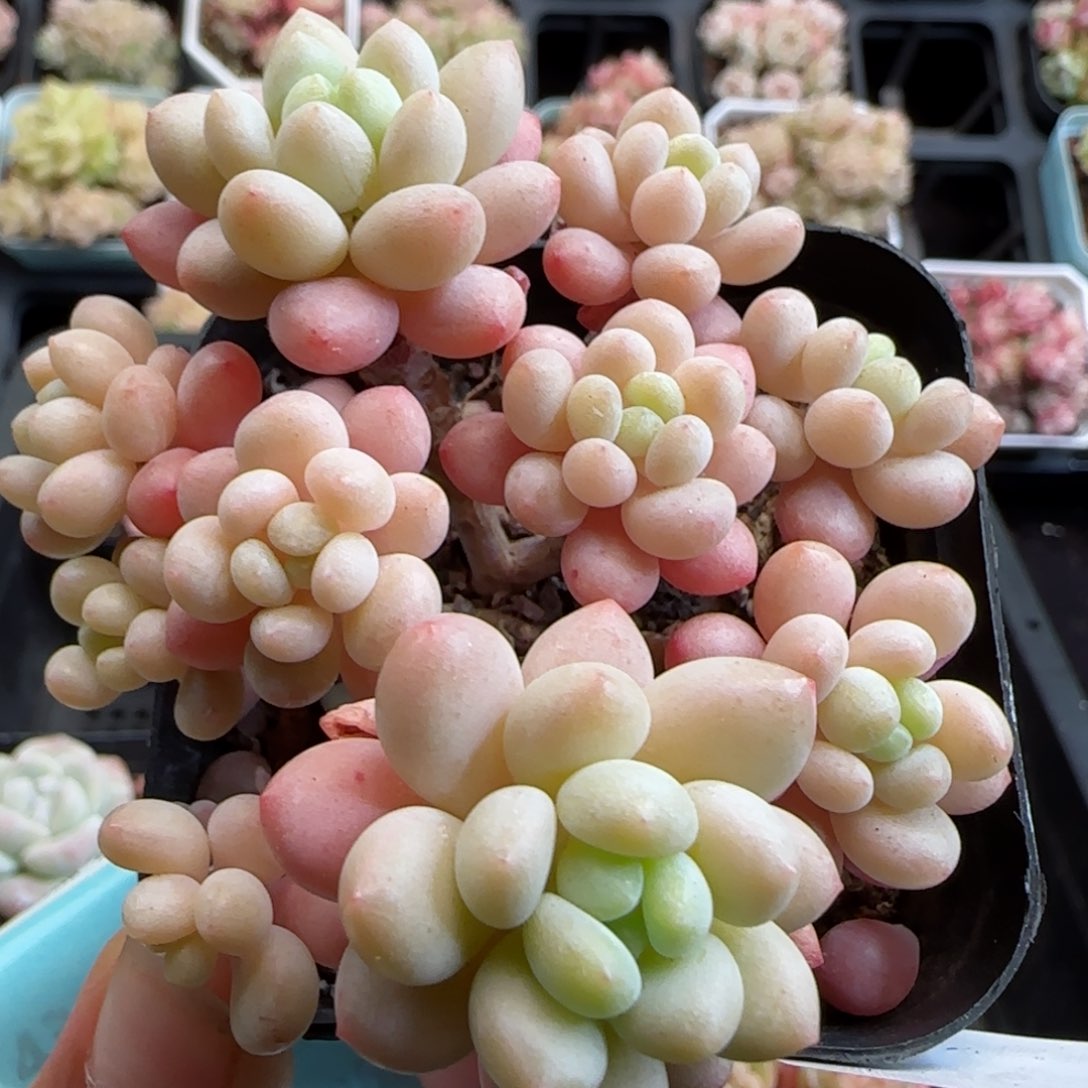 花语逸镜0126-426鱼子酱