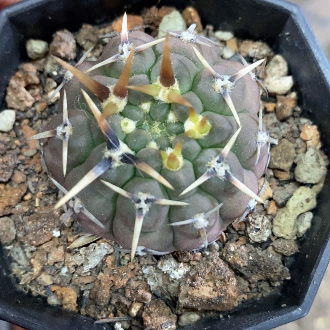 孤品实生紫皮顶级粗刺守殿玉3.8cm