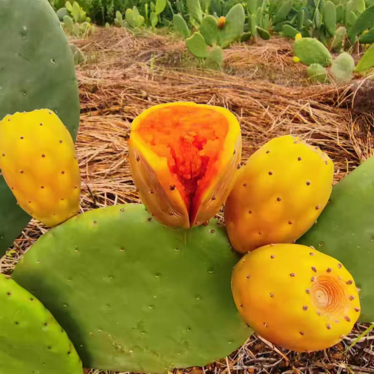 一物一拍米邦塔黄钻红钻云钻滇红三角柱