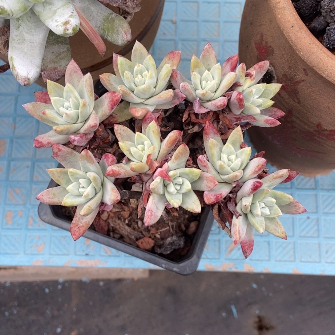 初霜多肉植物啦啦啦