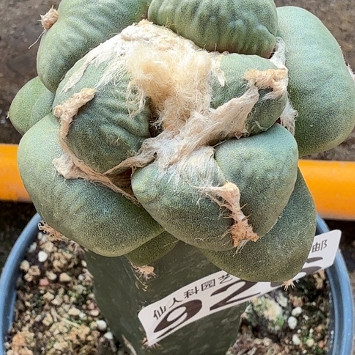用***0无花朵苗接蛋尤926