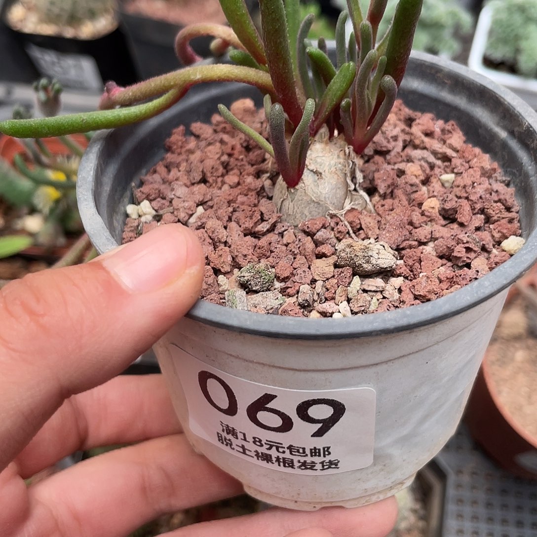 069黄花淡青霜（满18元包邮）