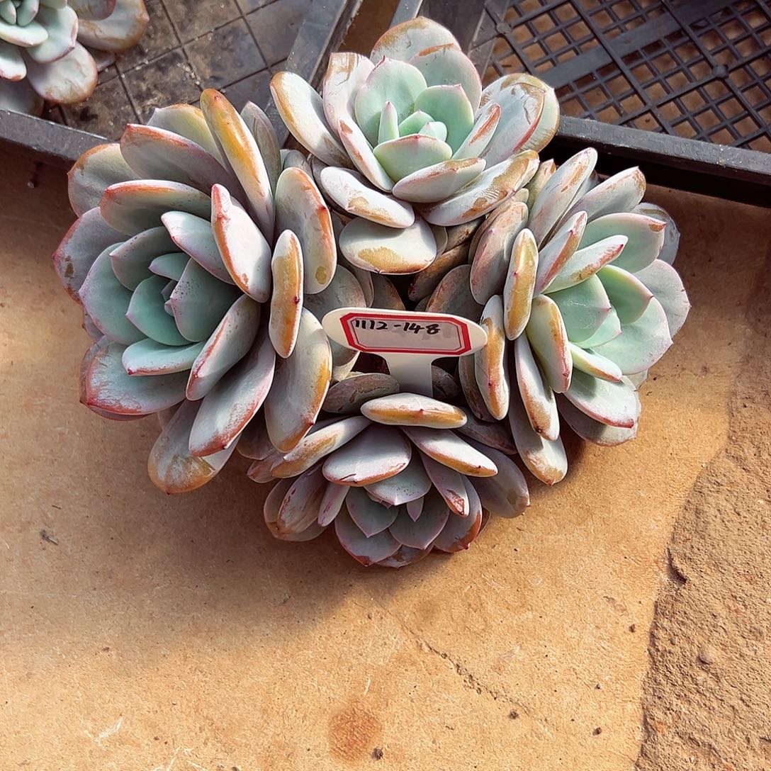 盛****1112-148奶茶老桩