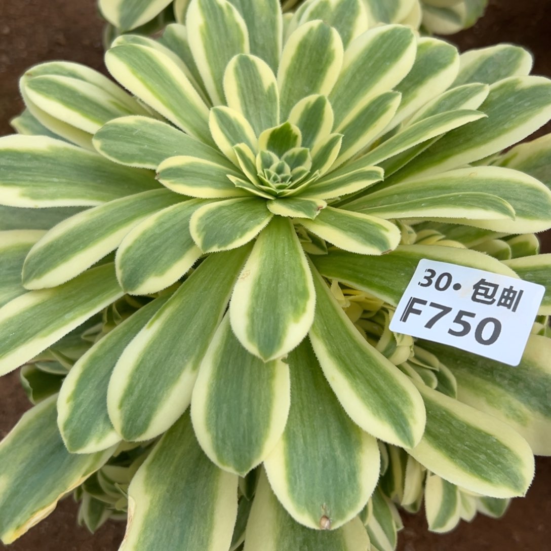 750新尼亚多肉法师