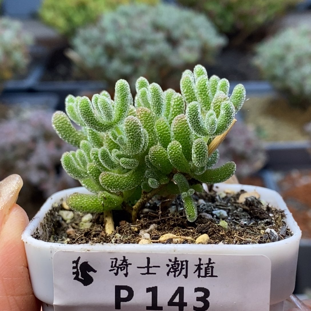 143优选冰晶枝干番杏