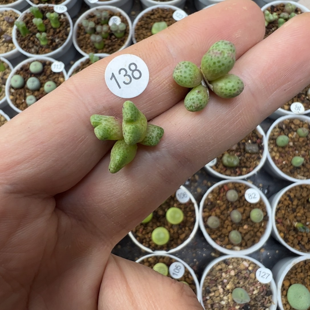 D***3草莓鹿角两颗脱土1380000000000