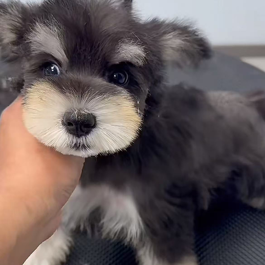 宠物犬全品种可卡布美卡雪纳瑞泰迪约克夏豆柴中小型犬