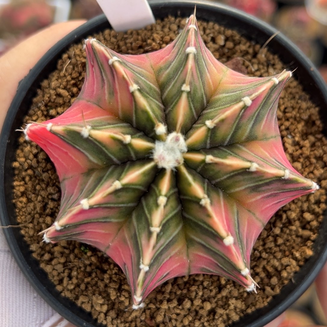 泰系实生肋骨锦523