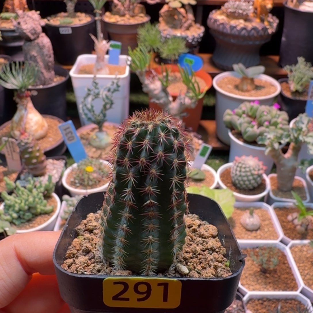 青花虾291 仙人球