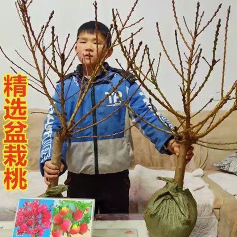曼花卿中华寿桃嫁接新品种正宗桃树苗南北方种植盆栽地栽阳台客厅