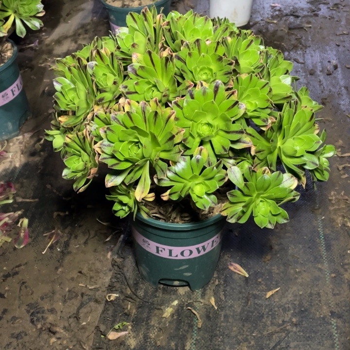 76碧火多肉植物多肉多肉