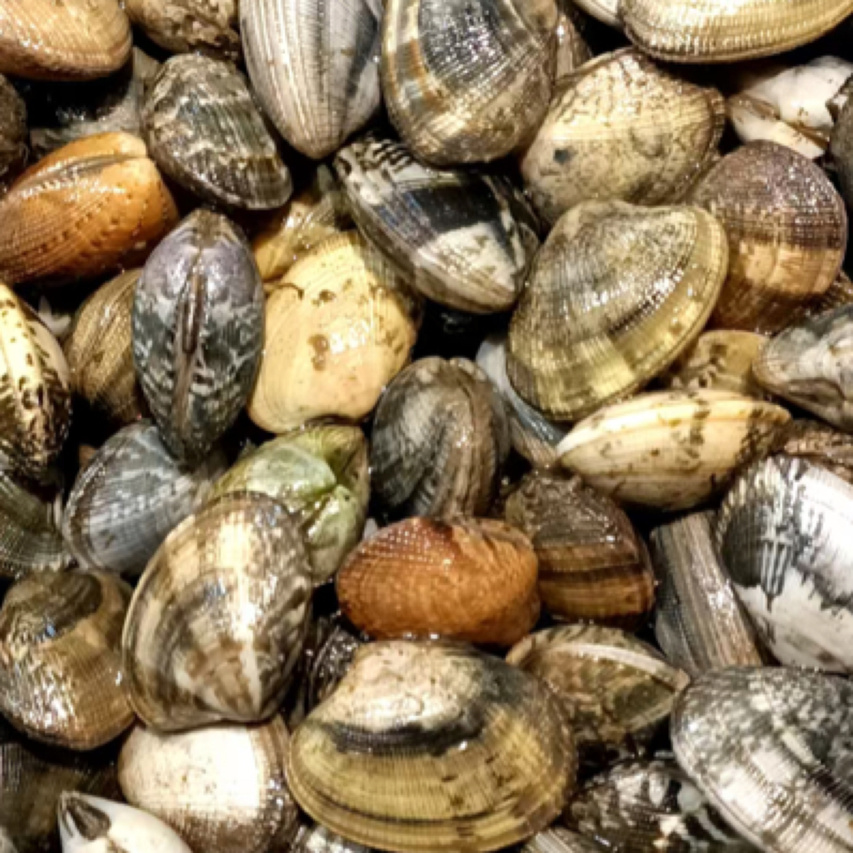 海鲜组合 大连当地花蚬子 省内包邮