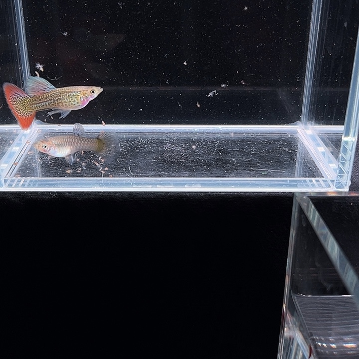 孔雀鱼红蕾丝孔雀鱼