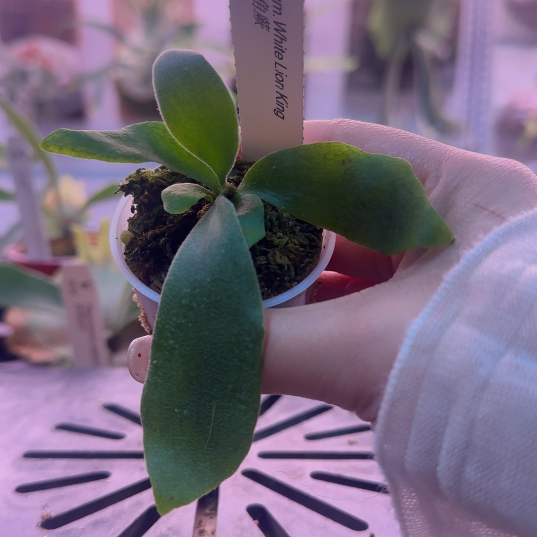 白狮王鹿角蕨孢子苗