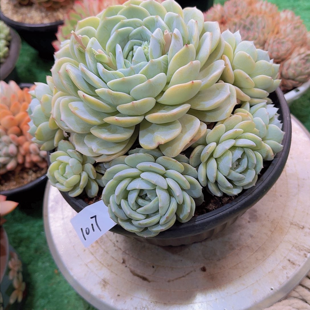 小**子1017劳林多肉植物