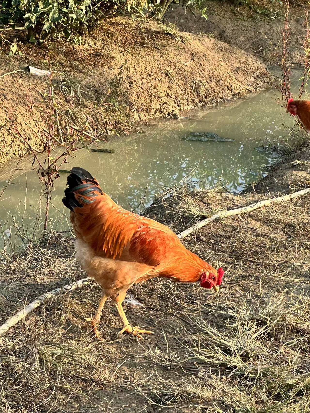 （大鹏农场）童子鸡 稻谷散养  净含量1.4-1.8斤 包邮