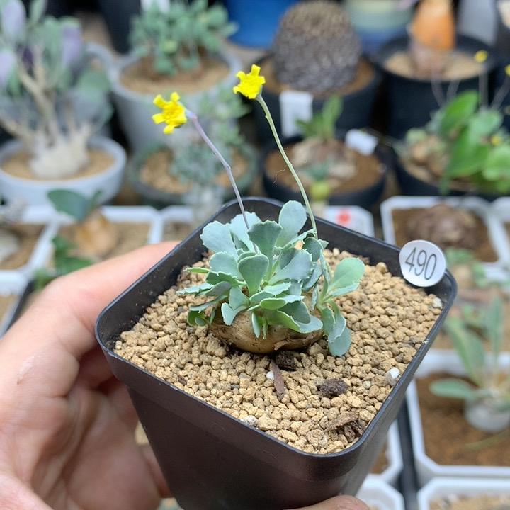 格加厚敦菊母本带盆