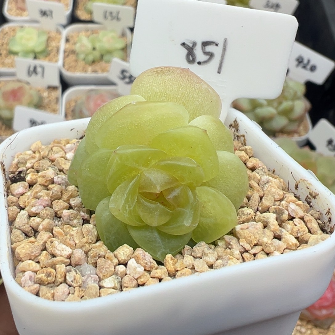 851号谪仙 晗雨多肉