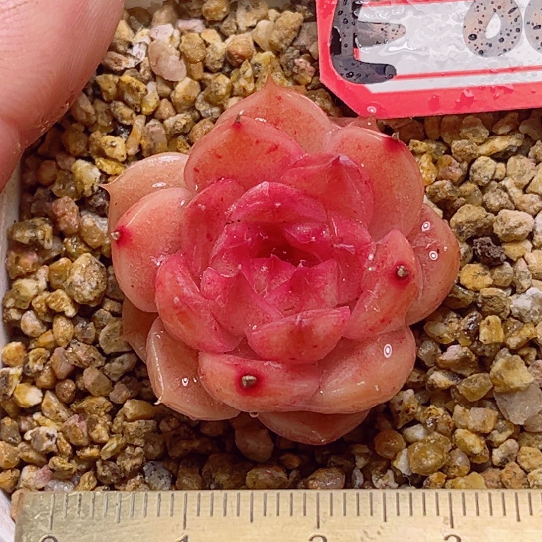 E883一物一拍 草莓熊