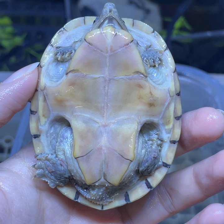 嘿***友蛋龟不分公母麝香麝香麝香麝香麝香