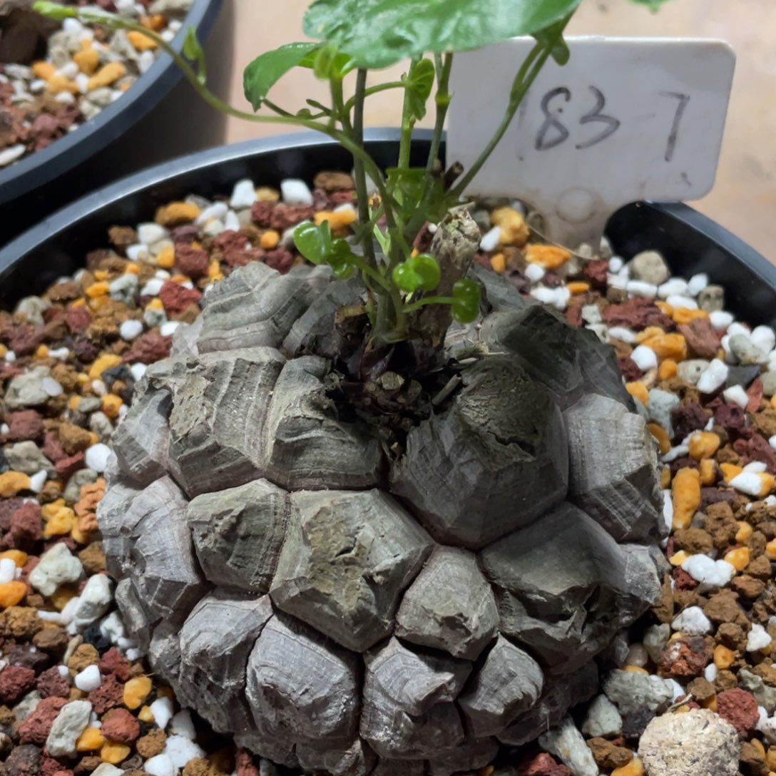 剑甲，龟甲一物一拍