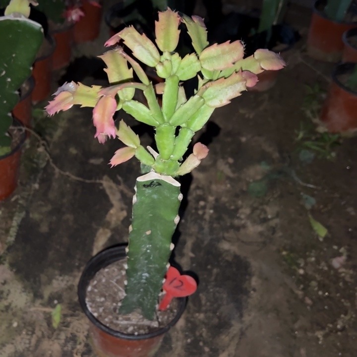 岁****当前无花栽培后可以开花067  12