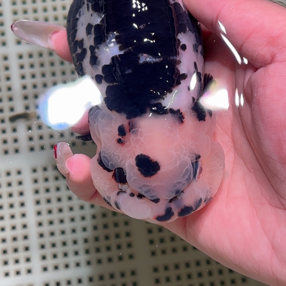 f***h金鱼拍包装包邮不拍包装运费到付