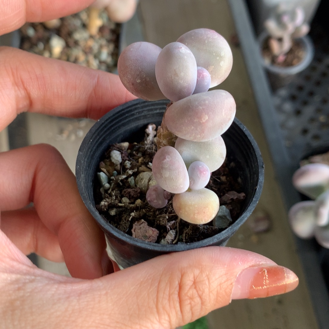 大叶奶 小书肉奶酪多肉 