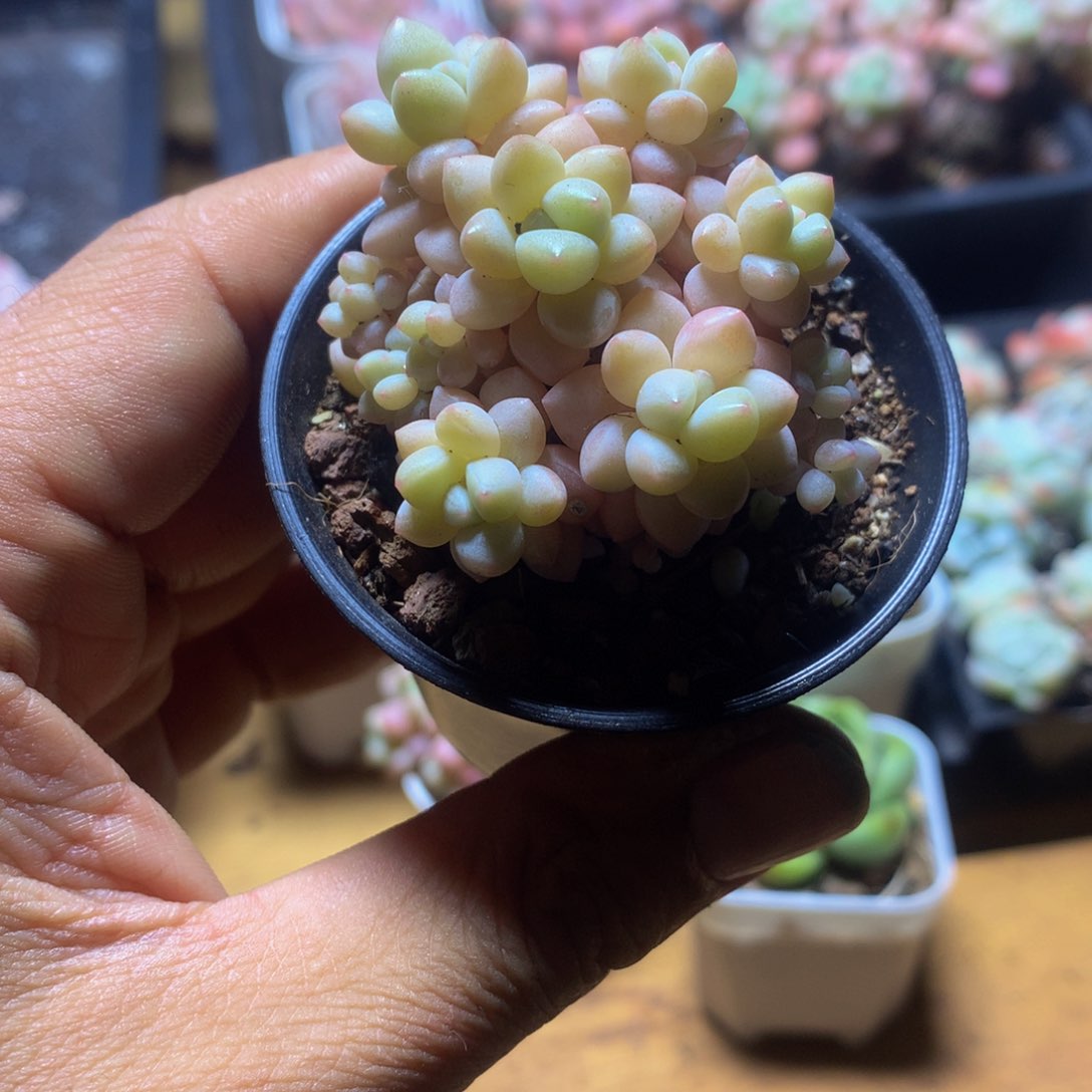 小精控泡泡糖多肉一物一拍