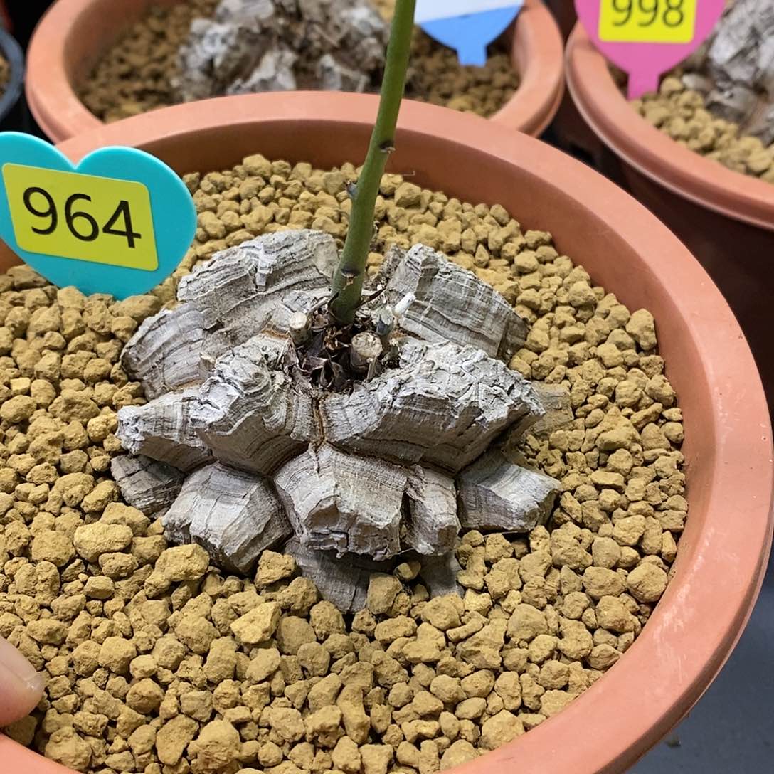 南非龟甲龙龟甲龙