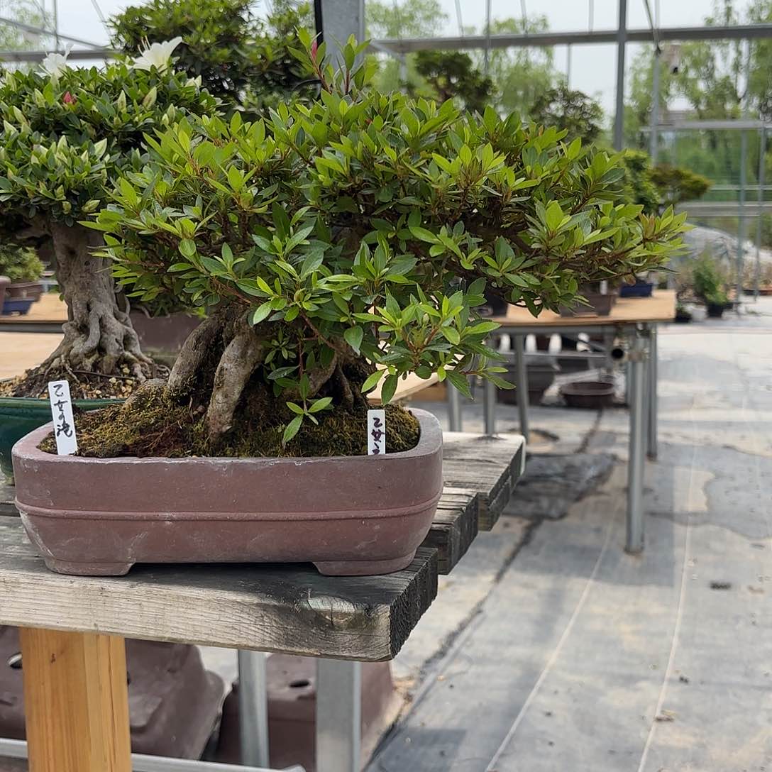 辉皋月杜鹃乙女之龙