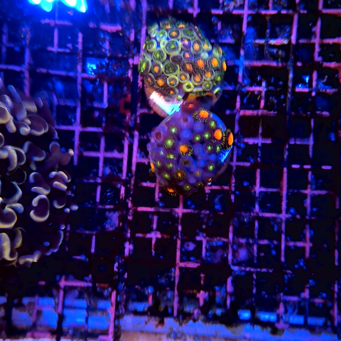 纽扣珊瑚纽扣拼盘两盘