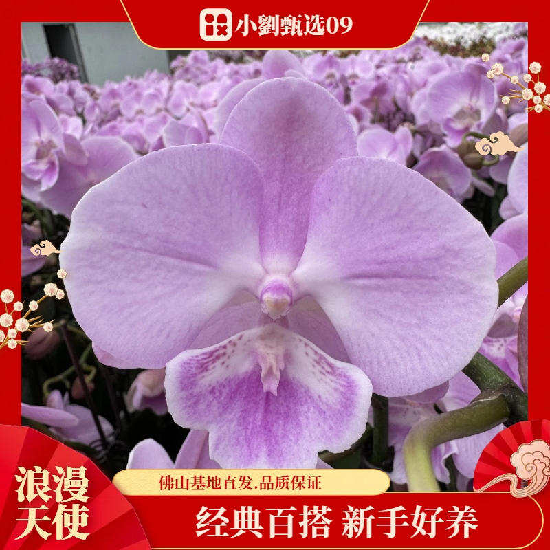 【浪漫天使09】精美蝴蝶兰花卉盆栽佛山基地批发直播次日达