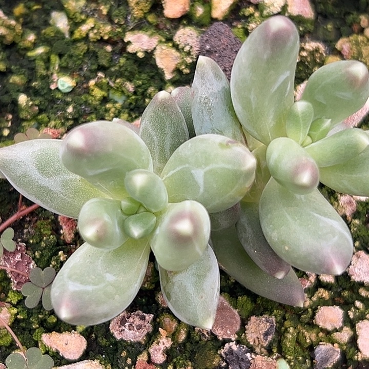 美人特价多肉一物一