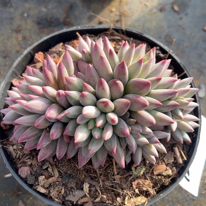 123590 虞美人群生无砍