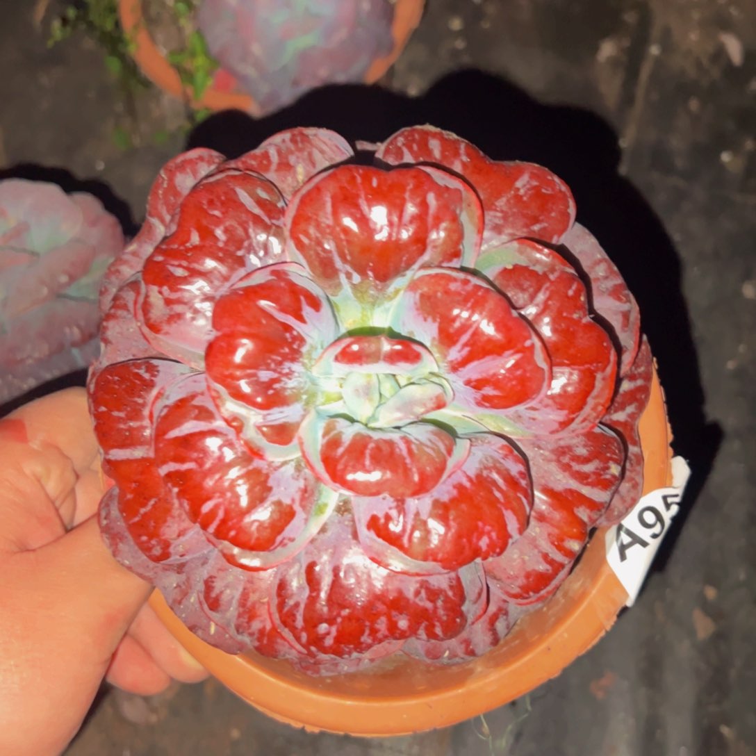 心之悦大单头老桩