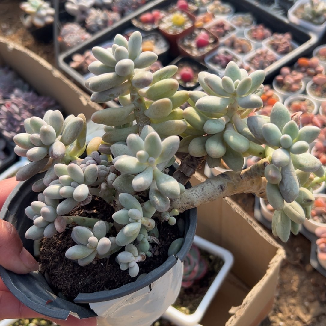 多肉植物婴儿手指