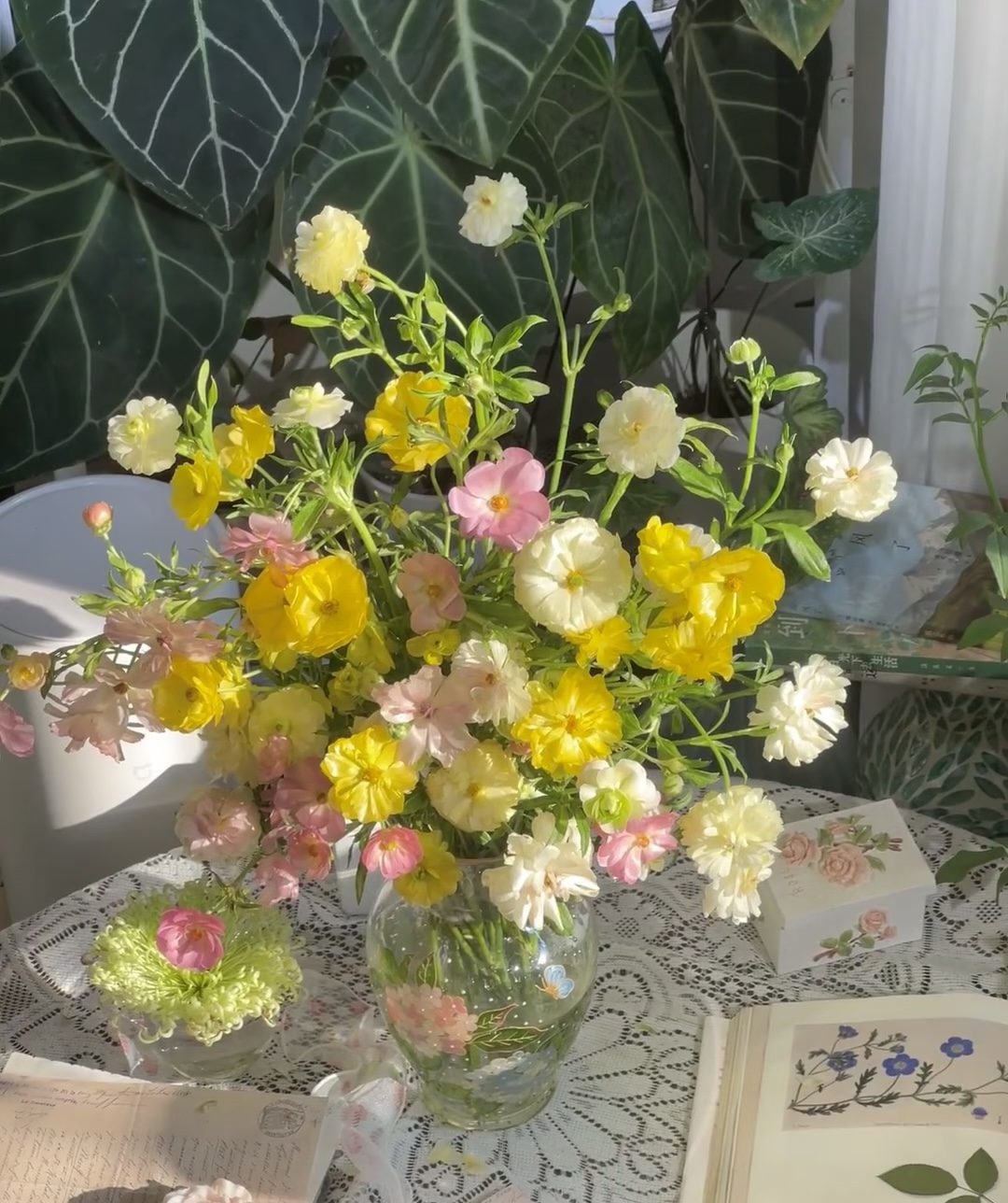 【混色蝴蝶洋牡丹】云南基地直发鲜切花