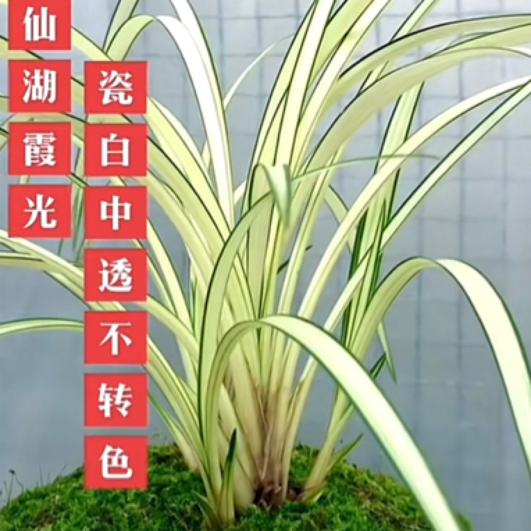 精品国兰基地一物一拍 裸根发货