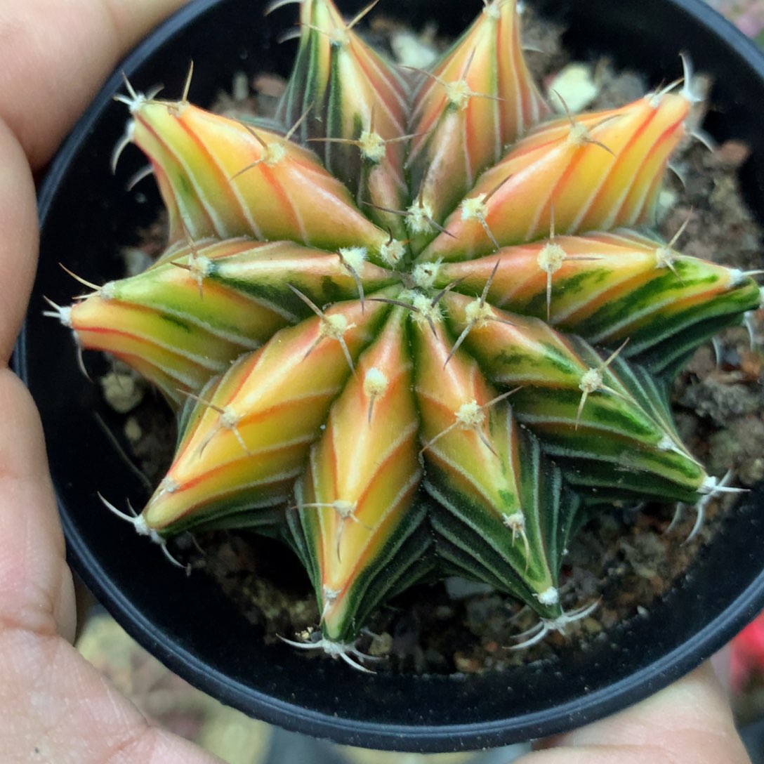 仙人球米哈肋骨锦