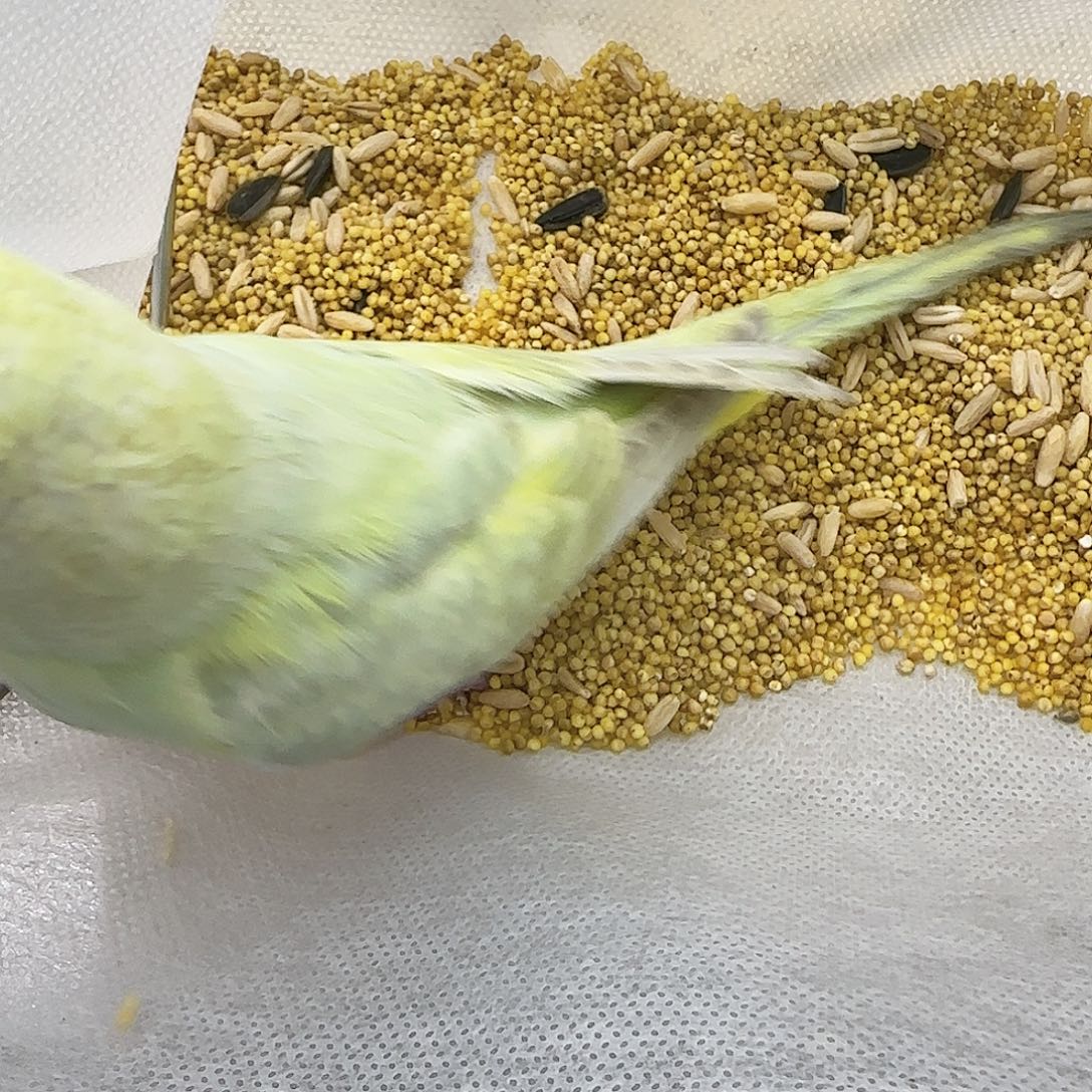 虎皮鹦鹉金彩金彩