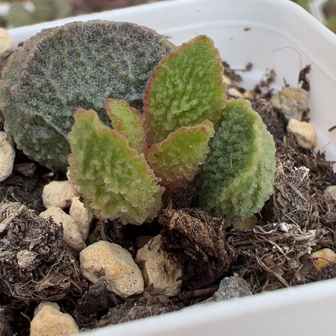 实生新品大苗多肉植物水泡