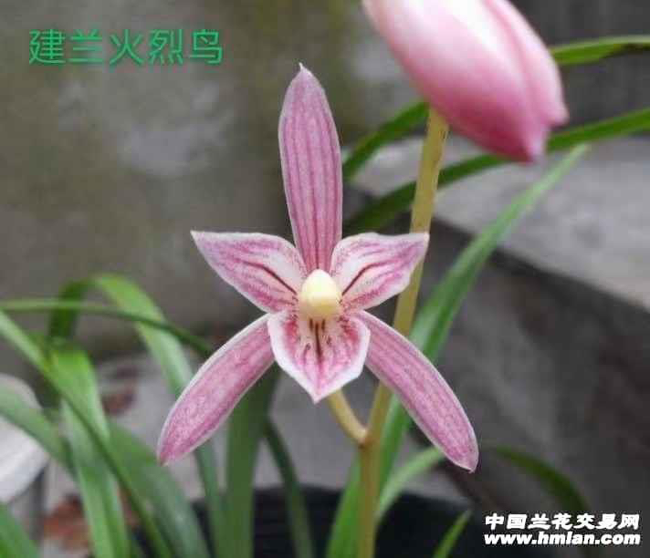 兰花苗一物一拍浓香花卉