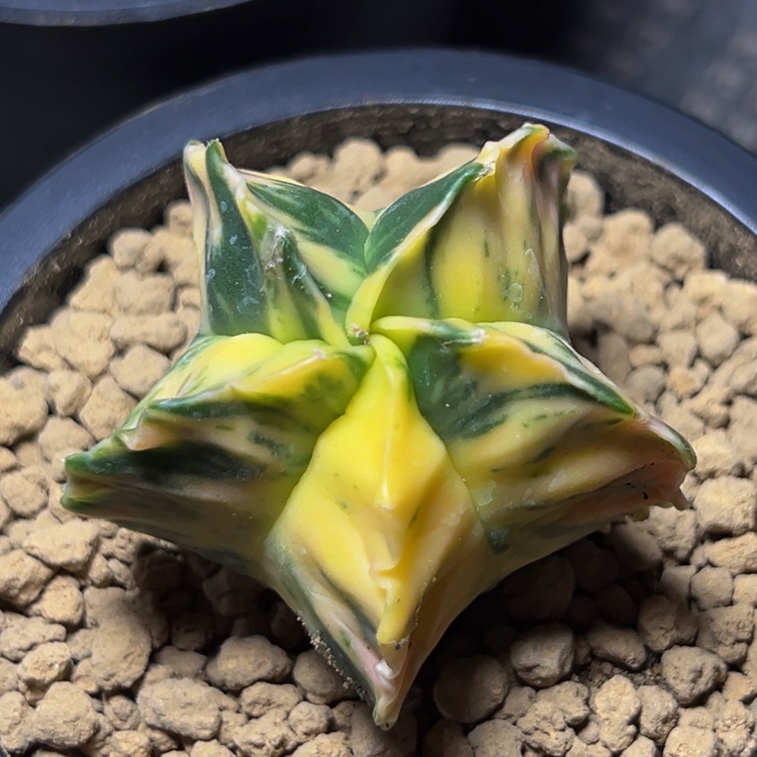 m实生龟甲特散斑精品