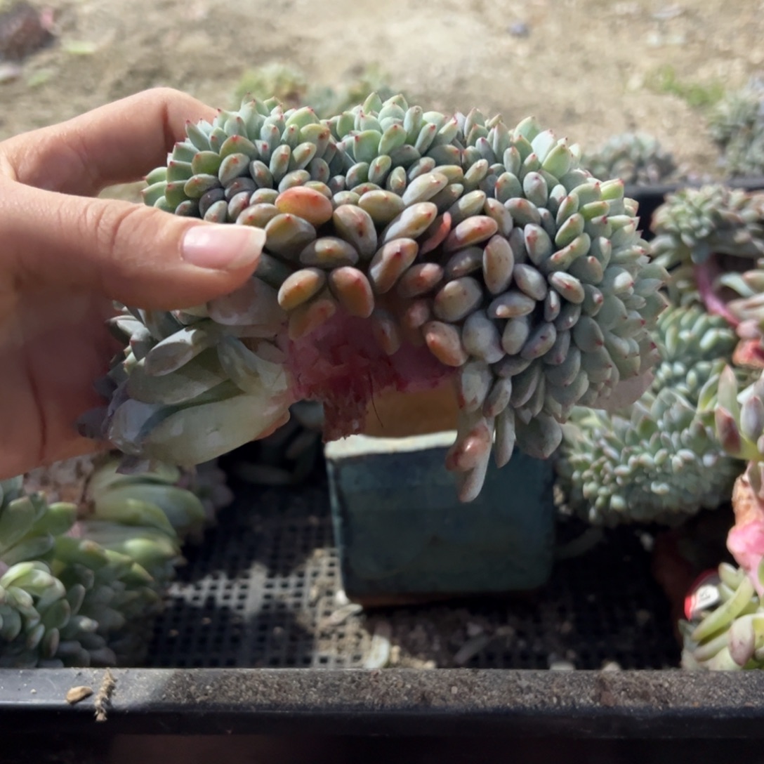 底切多人多肉多肉皮