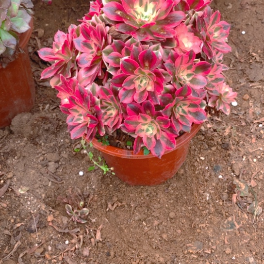 无花朵833多肉植物粉女巫