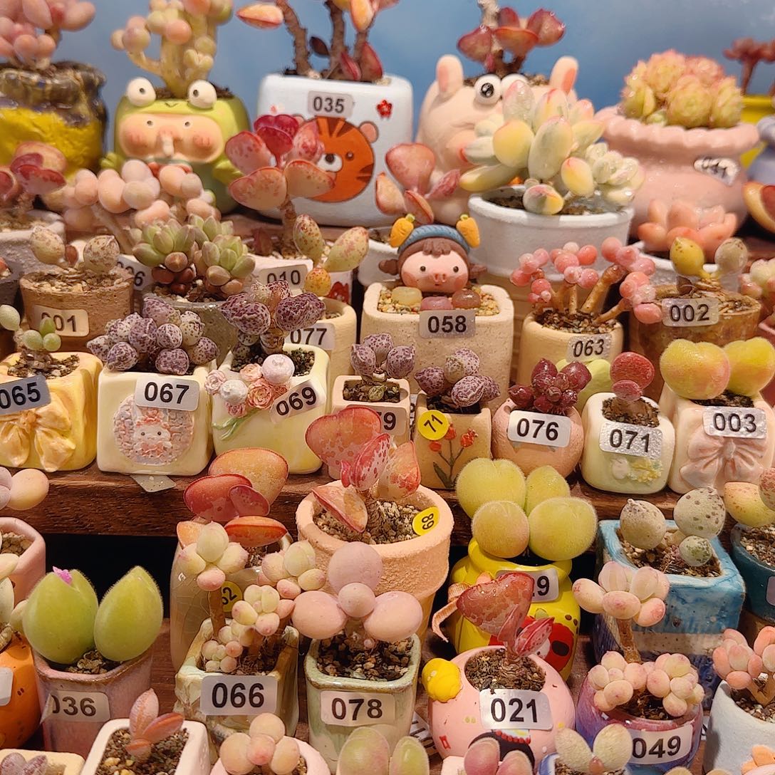 糖****T。      成朱土*4包