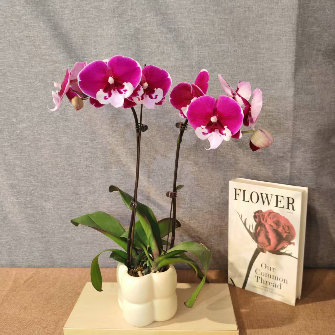 鲜花【宾利】蝴蝶兰室内种植观赏送礼带花发货